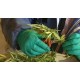В Чили собрали первый урожай легальной конопли