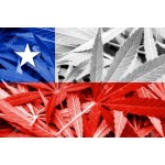В Чили собрали первый урожай марихуаны