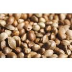 5 основных ошибок при проращивании семян конопли